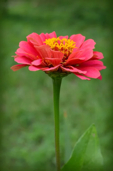 Zinnia — Stockfoto