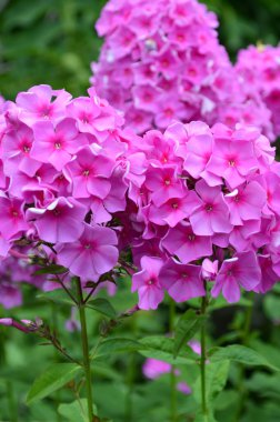 Phlox pembe