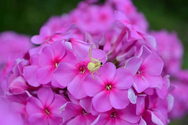 Флокс розовый и желтый паук — стоковое фото