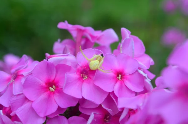 Phlox rosa und gelbe Spinne — Stockfoto