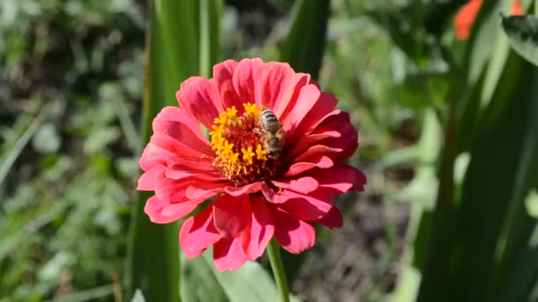 Zinnia y una abeja — Vídeos de Stock