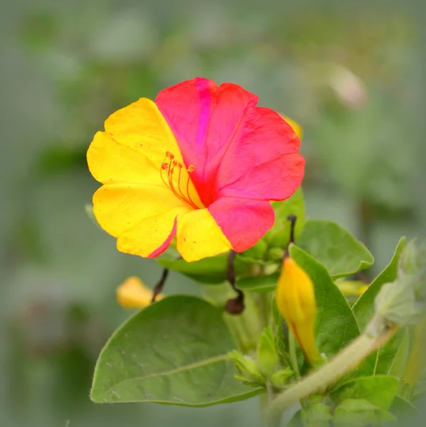 Night beauty — Stock Photo, Image