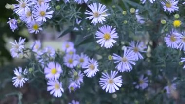 çok yıllık aster