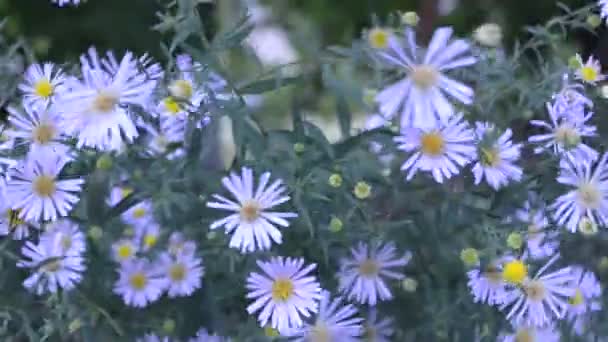 Perennial aster — Stock Video