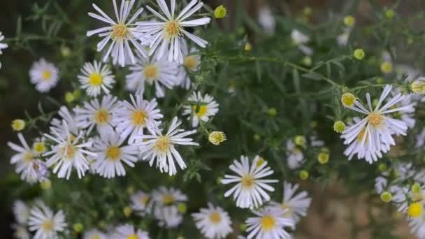 Perennial aster — Stock Video