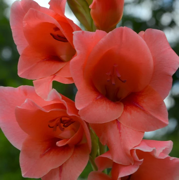 Gladiole — Photo