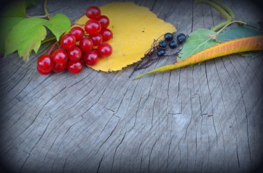 Sonbahar sakin bir hayat