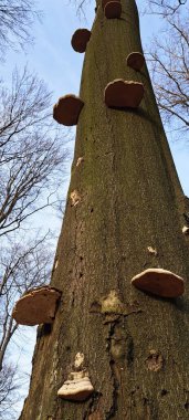 Ormandaki ağaç gövdesinde büyüyen mantarlar