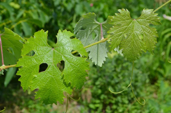 Виноградная ветвь — стоковое фото