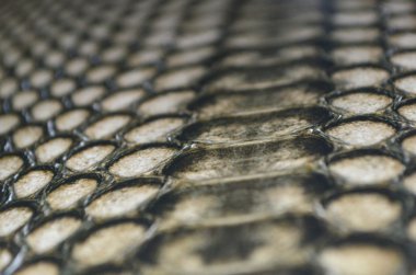 Yılan derisi ile arka plan.