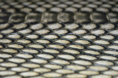 Yılan derisi ile arka plan