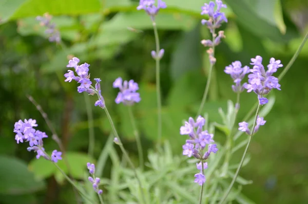 Los arbustos de lavanda - la planta ornamental —  Fotos de Stock