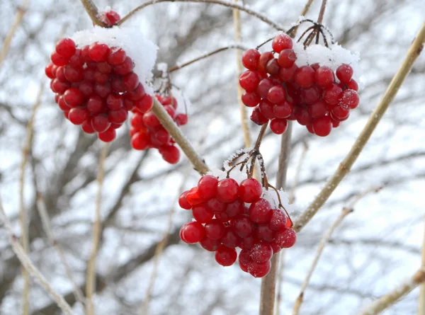 Viburnum bær om vinteren – stockfoto