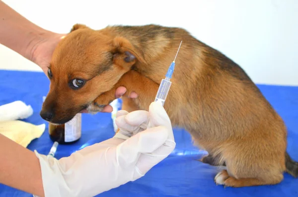 Köpeklerin aşı