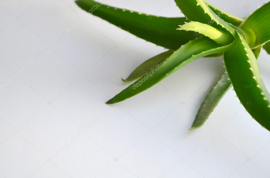 Aloe - a southern plant with thick fleshy leaves.