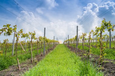 Üzüm Romanya tepelerinde açık bir günde manzara