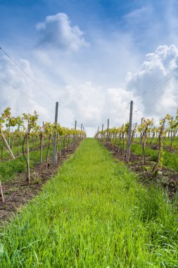 Açık bir günde Romanya tepelerde bağ