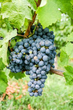 Güneşli bir gün olgun siyah üzüm