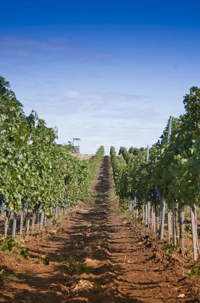 Collina vinicola rumena in una giornata di sole Fotografia Stock