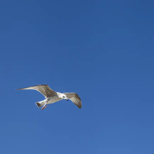 A seagull in flight isolated on blue sky background — ストック写真