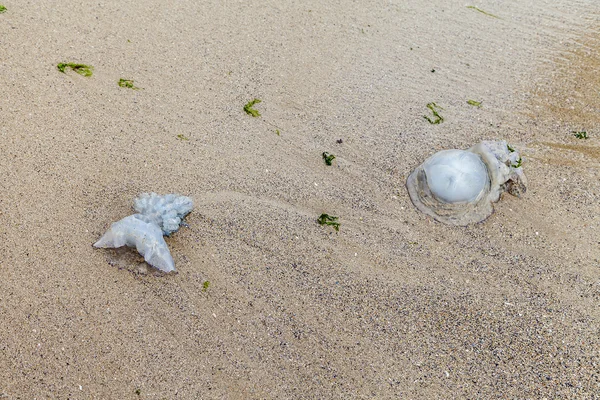 Para meduzy nie powiodło się na piasku — Zdjęcie stockowe