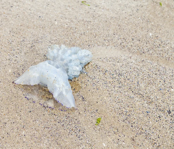 Медуза провалилась на песке. — стоковое фото