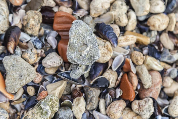 Раковины и камни на пляже — стоковое фото