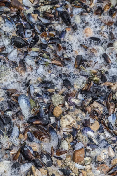 Schelpen en stenen op het strand — Stockfoto