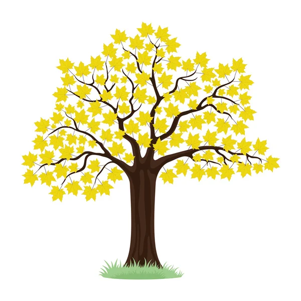 Javorový strom se žlutými listy. — Stockový vektor