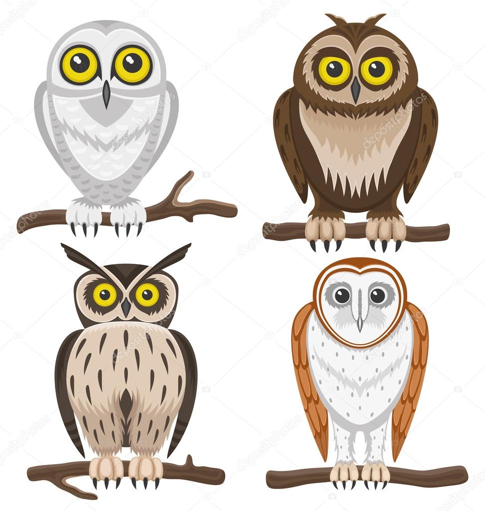 Owls on white background.