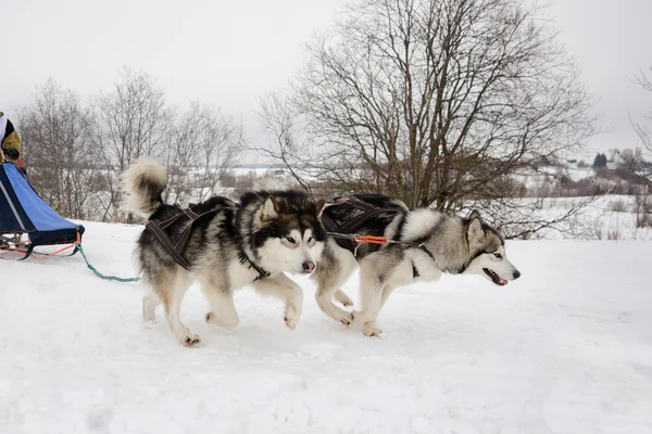 Northern sled dogs — Stock Photo, Image