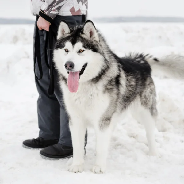 Alaskan Malamute dog — Stock Photo, Image