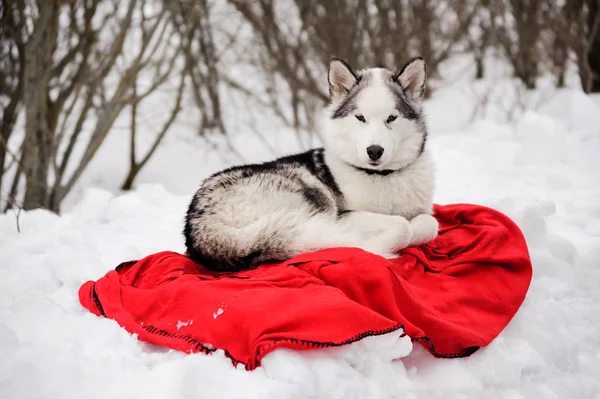 Alaskan malamute hund — Stockfoto