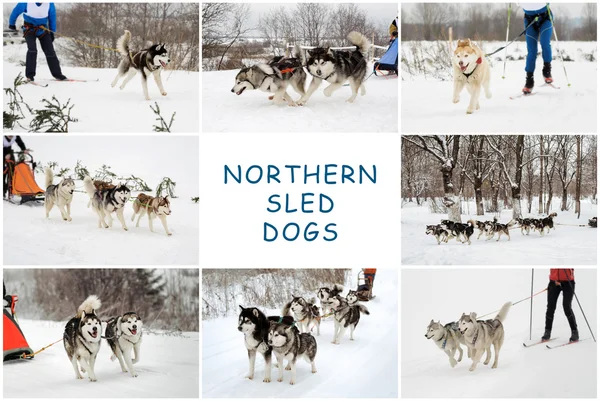 Βόρεια σκυλιά ελκήθρων — Φωτογραφία Αρχείου