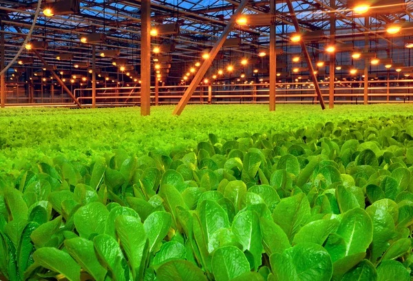 Plantas jovens que crescem em estufa — Fotografia de Stock