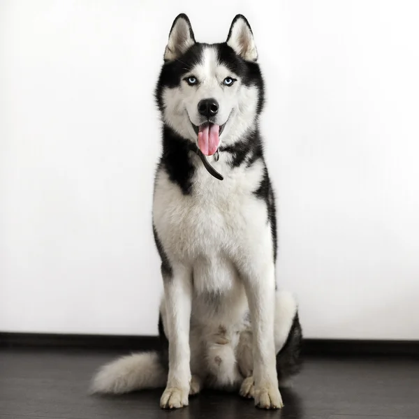 Σιβηρίας Χάσκι σκυλί — Φωτογραφία Αρχείου