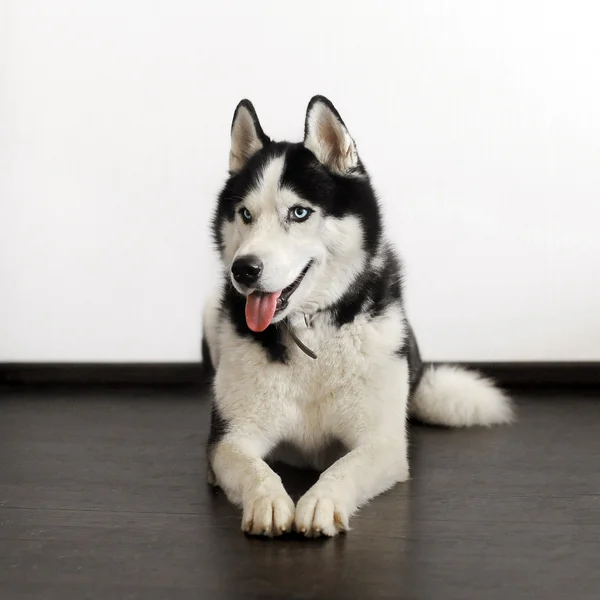 Siberian husky dog — Stock Photo, Image