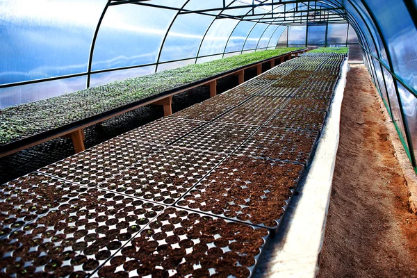 Seedlings in a arched greenhouse — Stock Photo, Image