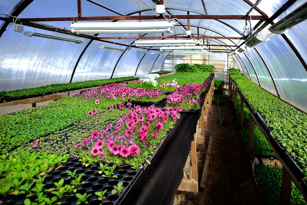 Young plant in nursery — Stock Photo, Image