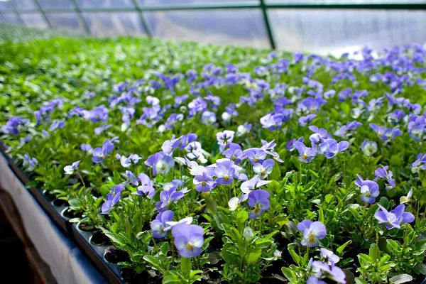 식물의 녹색 집 정원 꽃 보육 — 스톡 사진