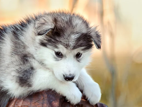 Alaszka malamute kiskutya — Stock Fotó