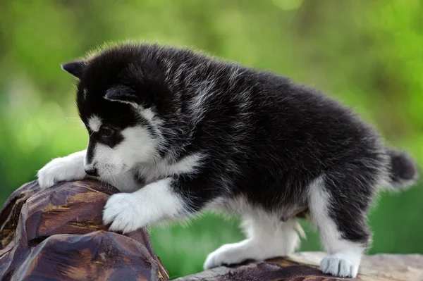 Alaskan Malamute cucciolo — Foto Stock