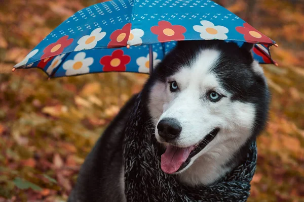 Siberian husky dog in autumn — Stock Photo, Image