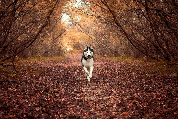 Perro husky siberiano en otoño —  Fotos de Stock