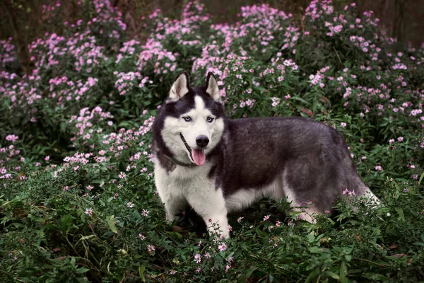 Perro Husky siberiano —  Fotos de Stock