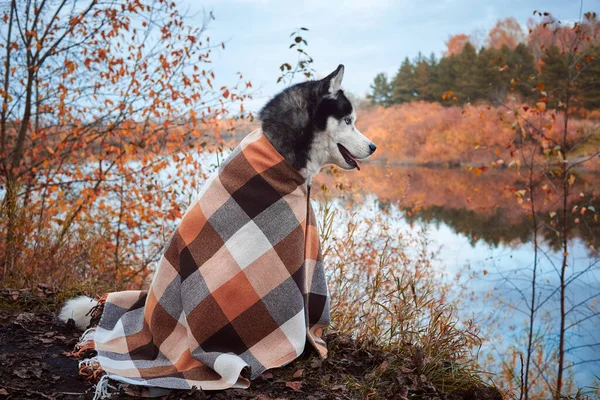 Szibériai husky kutya ősszel — Stock Fotó