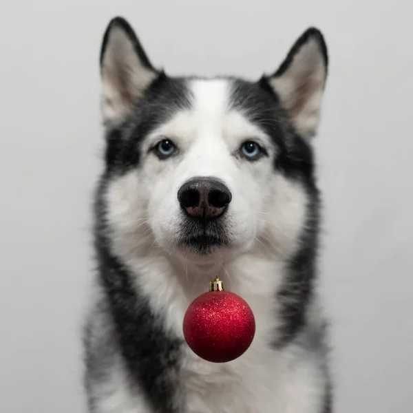 Portrét Sibiřského Huskyho Psa Červeným Vánočním Míčkem Veselé Vánoce Šťastný — Stock fotografie