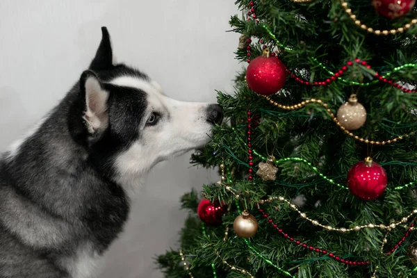 Sibiřský Husky Pes Vánočním Stromem Veselé Vánoce Šťastný Nový Rok — Stock fotografie