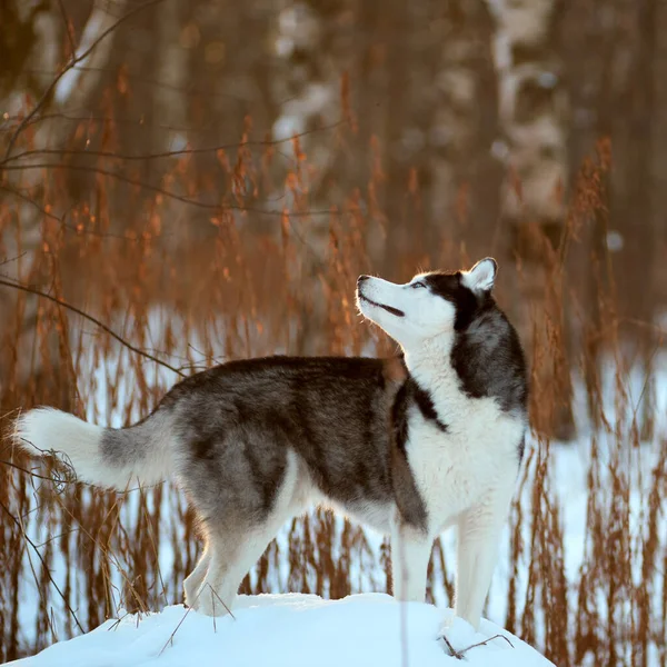 Perro Husky siberiano —  Fotos de Stock