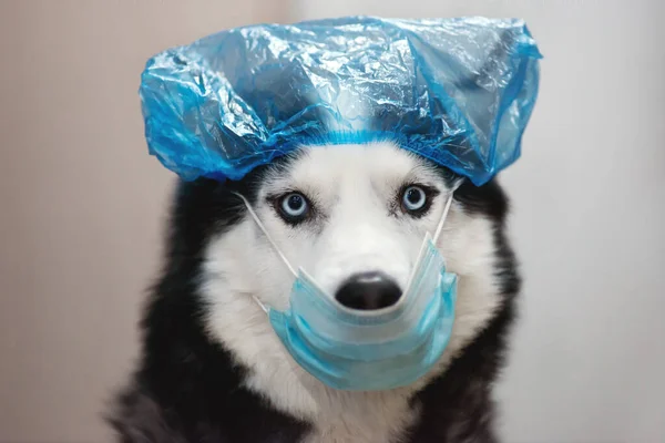 Hund i medicinsk mask — Stockfoto